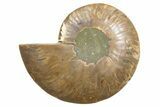 Cut & Polished Ammonite Fossil (Half) - Madagascar #345623-1
